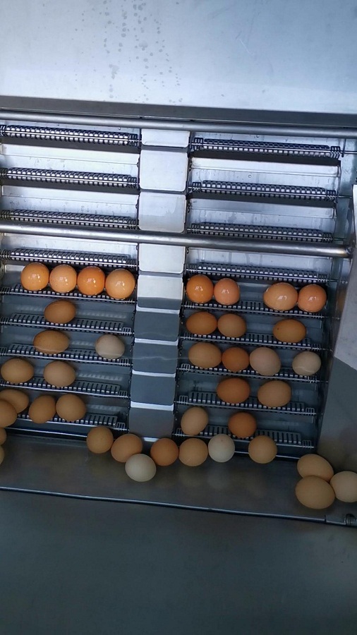 水中上蛋機(二代)原廠演示